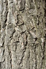 Obraz premium American sweetgum bark detail - Latin name - Liquidambar styraciflua