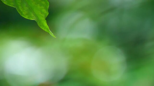 A close-up of a green leaf with a blurred background of green bokeh