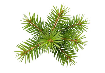 Obraz premium Close up view of a green pine branch against a black background