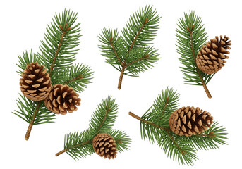 Pine branches with pinecones on a black background