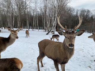 Obraz premium Deer in Frosty Forest