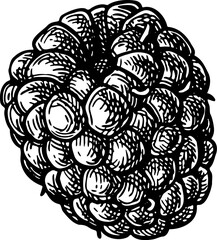 Blackberry. Isolated ink sketch. Hand drawn vector illustration. Vintage style.