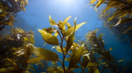 Sunlight streams through blue ocean water illuminating a lush underwater kelp forest