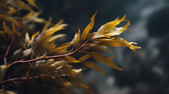 Golden brown kelp seaweed gently swaying in dark ocean currents detailed underwater view