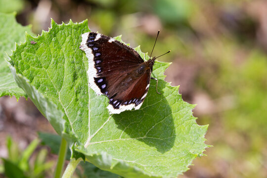 Mourning cloak (Nymphalis antiopa) butterfly