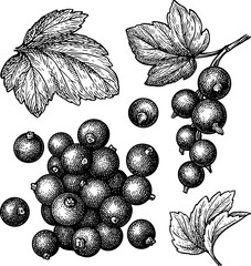 Blackcurrant with leaves. Isolated ink sketch. Hand drawn engraving style illustration.