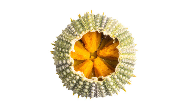 A detailed top-down view of an open sea urchin revealing its orange gonads