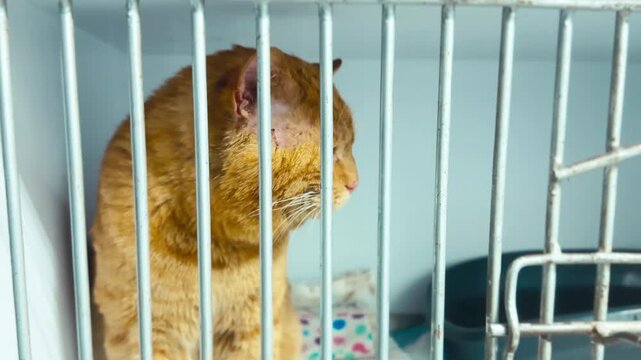 Red cat in animal shelter. Homeless cat in cage. Cat waiting for adoption