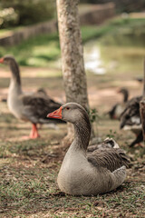 goose on the grass