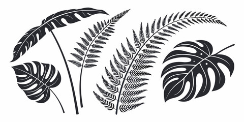 A detailed illustration of various fern leaves showcasing their unique shapes and textures. Vector © rabby