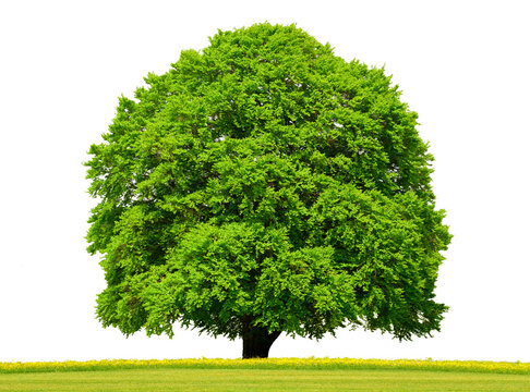  Einzelner Laubbaum als Einzelbaum isoliert als Freisteller &uuml;ber transparentem Hintergrund