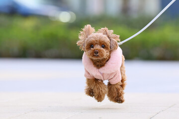 広場をトイ・プードルが小走りに散歩している風景