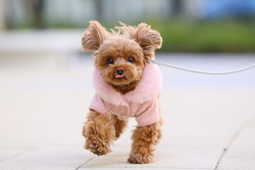 広場をトイ・プードルが小走りに散歩している風景