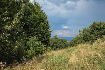 Obraz premium Stormy Sky over Beech Forest Meadow in the Carpathians