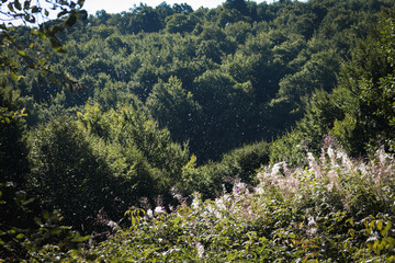  Fireweed Meadow with Seeds Blowing in the Wind, Carpathians