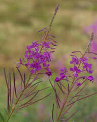  Purple Fireweed Flowers Close-Up in the Carpathians