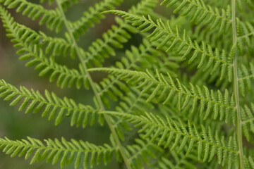 Bright Green Fern Leaves Close-Up Texture