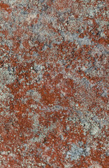  Close-Up of Xanthoria Parietina Lichen on Rock ? Carpathians