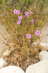 Close-Up of Erodium Acaule with Purple Flowers ? Cyprus