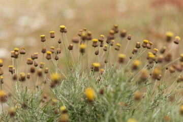  Close-Up of Fagnalon Rock Plant with Buds and Seeds ? Cyprus