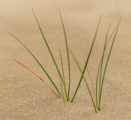  Tiny Grass Sprouts Growing in Sand, Cyprus