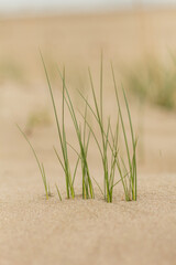  Tiny Grass Sprouts Growing in Sand, Cyprus