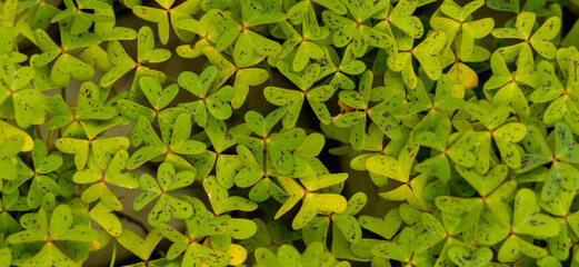 Close-Up of Oxalis Pes-Caprae Leaves ? Cyprus