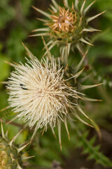  Close-Up of Onopordum Illyricum ? Spiny Flower of Cyprus