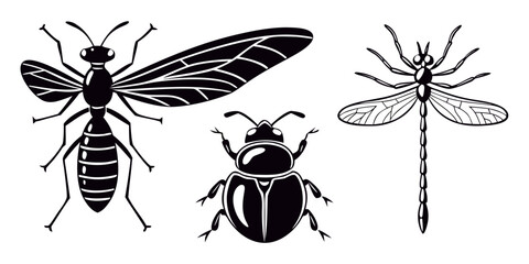 Illustration showcasing the anatomy of various insects with detailed wings and body structures Vector © Rabbi
