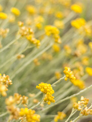  Close-Up of Helichrysum Stoechas with Yellow Flowers ? Cyprus