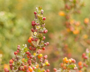 Close-Up of Batis Maritima Plant in Cyprus