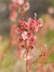 Close-Up of Oxyria Digyna with Pink Flowers ? Cyprus