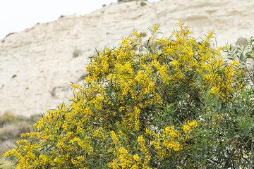 Yellow Acacia Tree in Bloom on Cyprus Beach