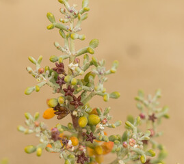 Close-Up of Batis Maritima Plant in Cyprus