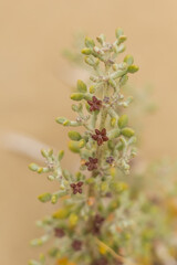 Close-Up of Batis Maritima Plant in Cyprus