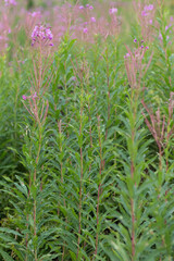 Obraz premium Fireweed Meadow in the Carpathians ? Summer in Borzhava Valley