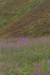 Fireweed Meadow in the Carpathians ? Summer in Borzhava Valley