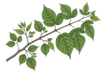 Naklejka premium A realistic illustration of a green branch with leaves on transparent background