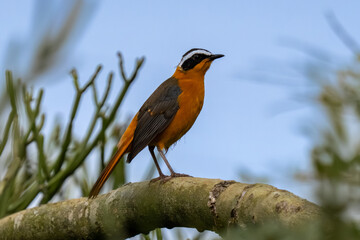 A stunning, high-resolution photograph of a White-browed robin-chat (Cossypha heuglini) perched on a mossy branch, showcasing its vibrant orange underparts and distinct white eye-stripe
