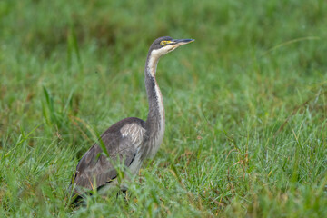 Fototapeta premium A majestic Black-headed heron (Ardea melanocephala) standing alert in the tall golden grass of the African savanna, showcasing its distinctive dark crown and neck