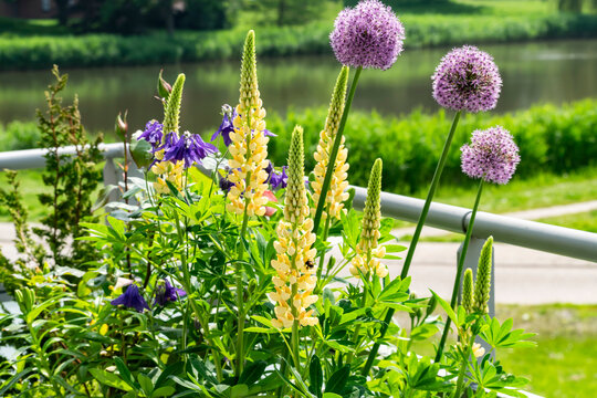 Blooming balcony with summer and spring flowers, selective focus