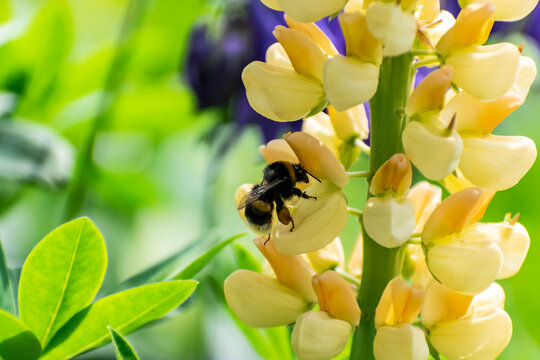 A close-up of a bumblebee collecting pollen and nectar from a yellow flower, selective focus. A sunny green blooming natural summer or spring background