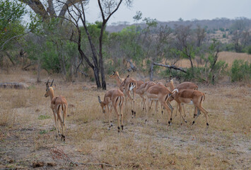 Naklejka premium Afrikanische Tiere Impalas auch Schwarzfersenantilope oder Schwarznasenimpala genannt, im Busch vom Krüger National Park Südafrika
