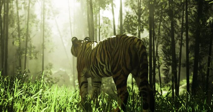 A tiger moves gracefully through a lush bamboo forest, surrounded by vibrant green grass and illuminated by soft morning sunlight filtering through trees.