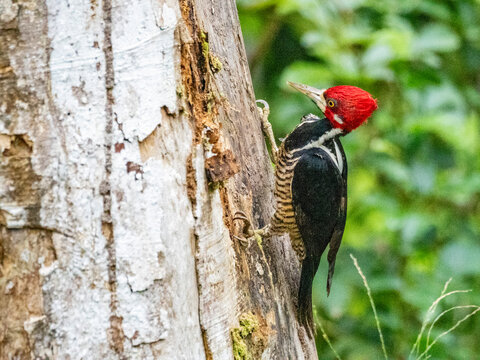 An adult crimson-crested woodpecker, Campephilus melanopleucos, perched in a tree, Pacaya Samiria Preserve, Peru
