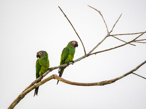 A pair of adult dusky-headed parakeets, Aratinga weddellii, on a tree in the Pacaya Samiria Preserve, Peru
