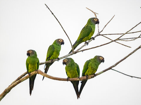 A group of adult dusky-headed parakeets, Aratinga weddellii, on a tree in the Pacaya Samiria Preserve, Peru