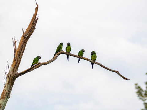 A group of adult dusky-headed parakeets, Aratinga weddellii, on a tree in the Pacaya Samiria Preserve, Peru