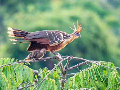 An adult female hoatzin, Opisthocomus hoazin, protecting her chick in a tree in the Pacaya Samiria Preserve, Peru