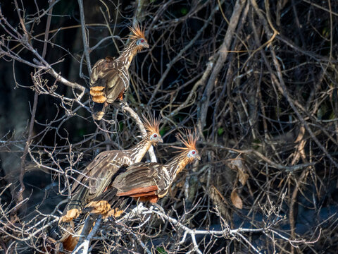 Three adult hoatzins, Opisthocomus hoazin, perched in a tree in the Pacaya Samiria Preserve, Peru